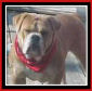 Roxie