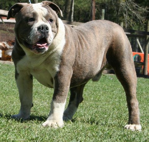 Durby