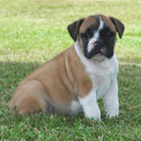 Pup1Main