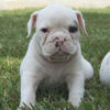 Pup6b
