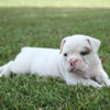 Pup6