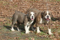 Young Males