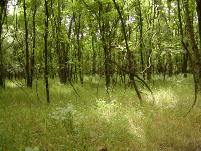 The woods