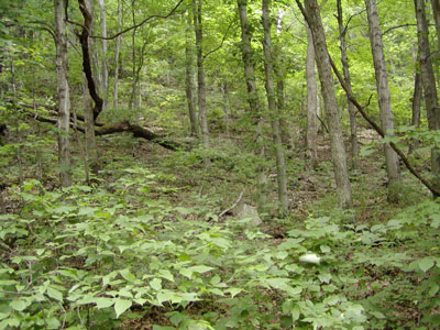 the woods