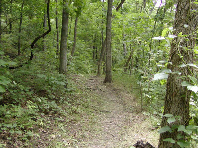 the trail