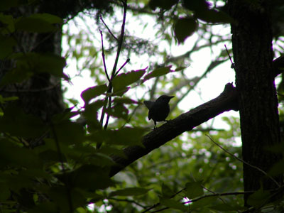 the bird