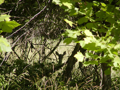 hidden deer