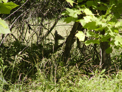 hidden deer profile