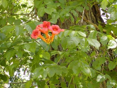 Trumpet Vine