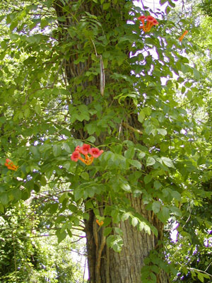 trumpet vine climbing tree