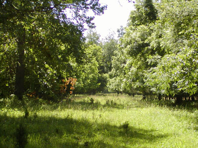 old street path