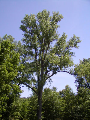 cottonwood tree