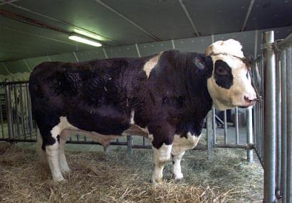 Herman the bull with a human gene (JPG)