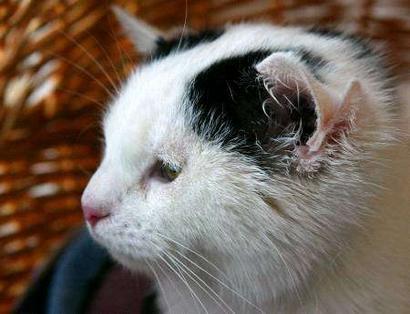 Lilly, the 4-eared cat (JPG)