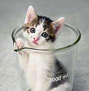 cc: the cloned kitten in beaker (JPG)