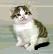 cc, the first cloned kitten (JPG)