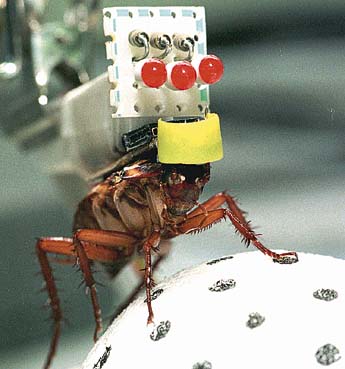 Remote-controlled cockroach (JPG)