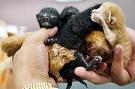 6 "conjoined" kittens (JPG)