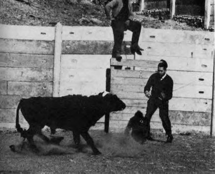 Jose Delgado with bull (JPG)