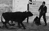 Jose Delgado with bull (JPG)