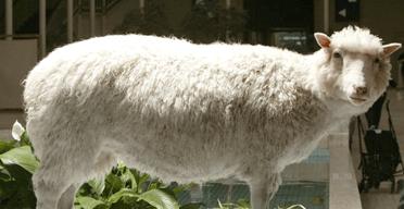 Stuffed remains of Dolly (JPG)