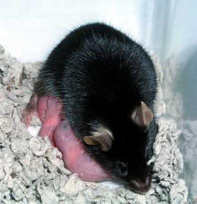 Fatherless mouse (JPG)