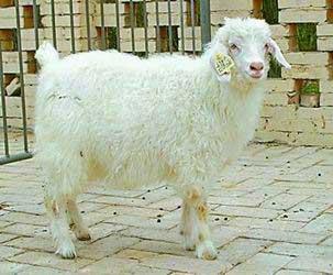 The first cloned goat Yangyang (JPG)