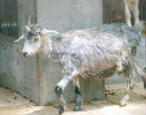 Yangyang at age 4 (JPG)