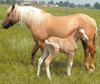 Prometea, the cloned horse (JPG)