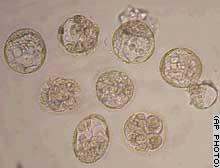 8 human clones (JPG)