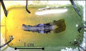 Displaced lamprey brain (JPG)