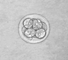 Mouse embryo (animated GIF)