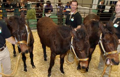 Cloned mules (JPG)