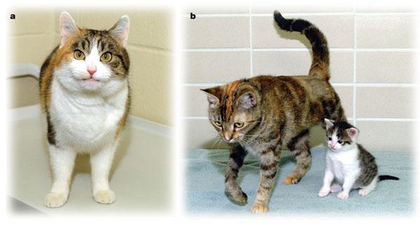 Nuclear-donor cat, and cloned kitten with its surrogate mother (JPG)