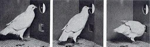 Pigeon in a Skinner box (JPG)