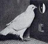 Pigeon in a Skinner box (JPG)