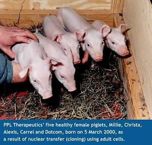 PPL Therapeutics' five healthy female piglets, Millie, Christa, Alexis, Carrel and Dotcom, born on 5 March 2000, as a result of nuclear transfer (cloning) using adult cells (JPG)
