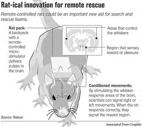 Rat implants (JPG)