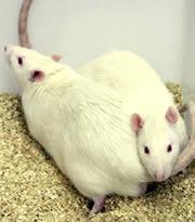 Cloned rats (JPG)