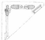 Neith's Symbols Shown as Click Beetles