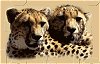 Lu Sutton Cheetahs