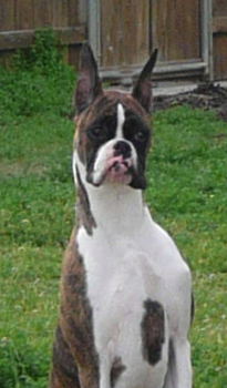 Suzie at 8 months old