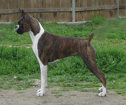 Suzie at 8 months old
