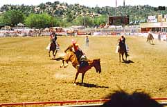 The rodeo was a LOT of fun!