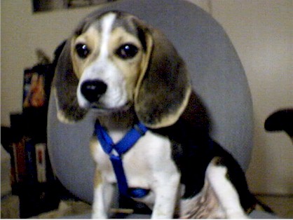 Me sitting on Dad's chair!