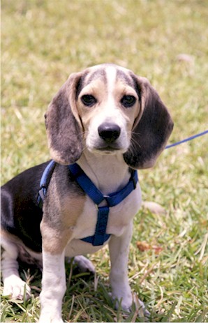 Hello! My name is Skipper! Who are you and why are you important to my life???
