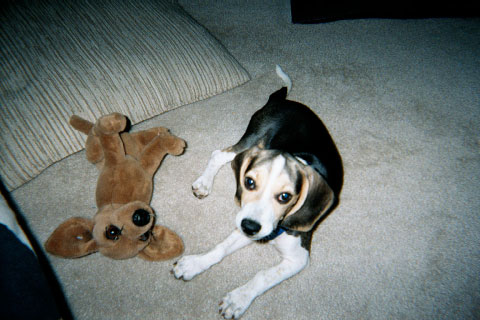 My arch rival the Chihuahua after the beating I gave him.