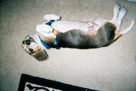 Yeah, I'm lazy, what are you going to do about it?