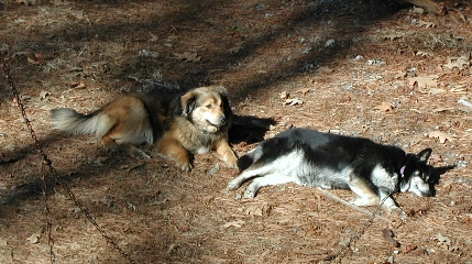 Lewie and Maggie Sunbathing