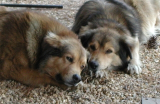 Bobby and Lewie.&nbsp; This is five minutes after a big fight.